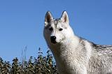SIBERIAN HUSKY 643